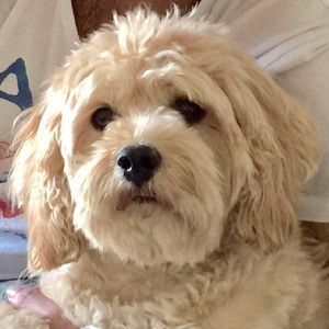 Meet your Posher, Sashi